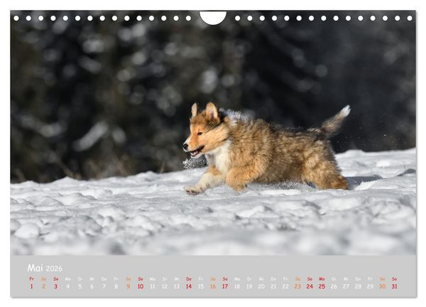Produktbild: Collie Welpen im Schnee (Wandkalender 2026 DIN A4 quer), CALVENDO Monatskalender