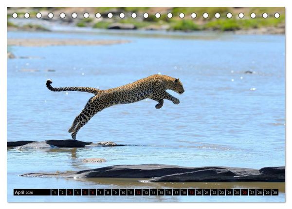 Produktbild: Faszination Afrika: Der Leopard (Tischkalender 2026 DIN A5 quer), CALVENDO Monatskalender