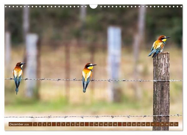 Produktbild: Die Vogelwelt der Camargue (Wandkalender 2026 DIN A3 quer), CALVENDO Monatskalender