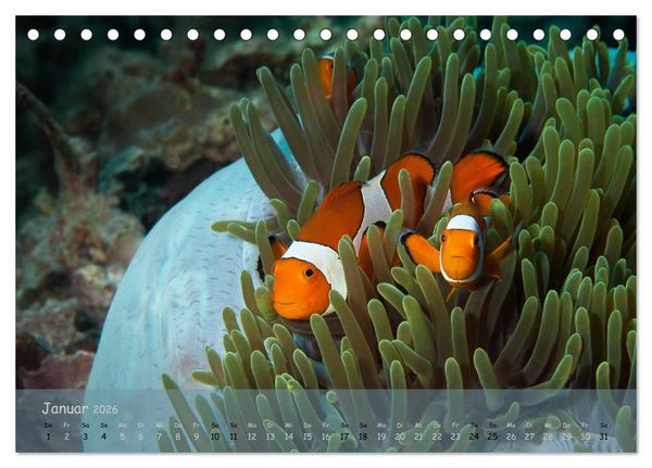Produktbild: Anemonenfische - Streitbare Gesellen (Tischkalender 2026 DIN A5 quer), CALVENDO Monatskalender