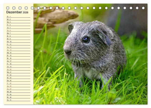 Produktbild: Meerschweinchen. Geliebte Nager (Tischkalender 2026 DIN A5 quer), CALVENDO Monatskalender