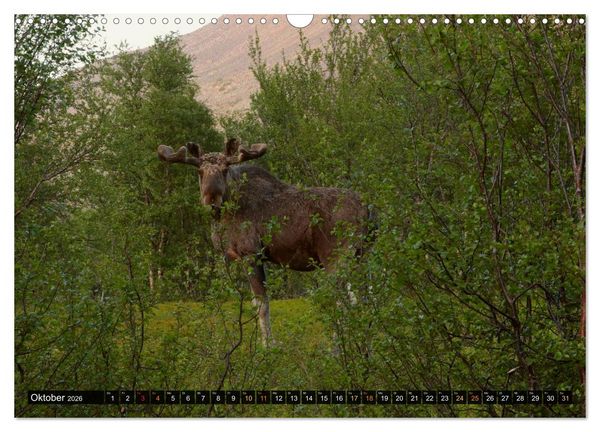 Produktbild: Die grandiose Tierwelt von Finnland (Wandkalender 2026 DIN A3 quer), CALVENDO Monatskalender
