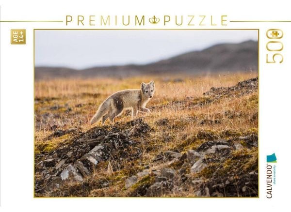 CALVENDO Puzzle Polarfuchs | 500 Teile Lege-Größe 48 × 36 cm Foto-Puzzle für Erwachsene