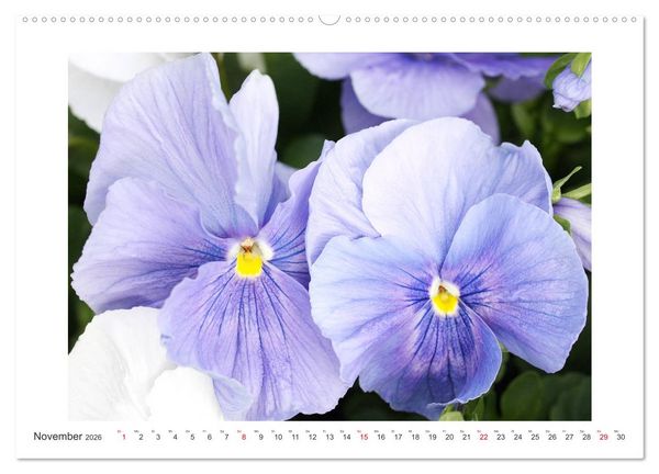 Produktbild: Veilchengew&auml;chse - Stiefm&uuml;tterchen und Hornveilchen (hochwertiger Premium Wandkalender 2026 DIN A2 quer), Kunstdruck in Hochglanz
