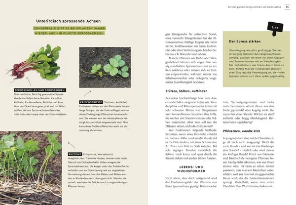 Produktbild: Pflanzen endlich verstehen
