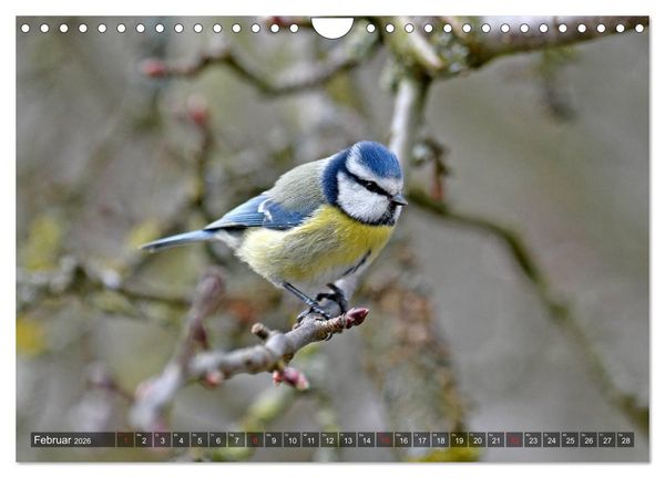 Produktbild: Heimische Singv&ouml;gel in Feld und Flur (Wandkalender 2026 DIN A4 quer), CALVENDO Monatskalender