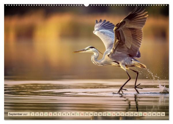 Produktbild: Silberreiher - pure Eleganz (Wandkalender 2027 DIN A2 quer), CALVENDO Monatskalender