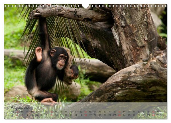 Produktbild: Afrikas sch&ouml;ne Tierwelt (Wandkalender 2026 DIN A3 quer), CALVENDO Monatskalender