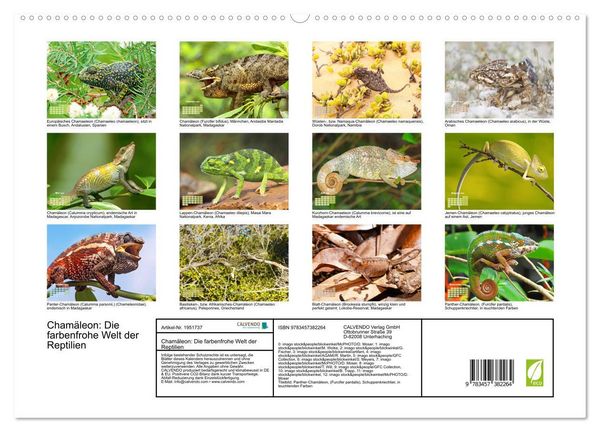 Produktbild: Cham&auml;leon: Die farbenfrohe Welt der Reptilien (hochwertiger Premium Wandkalender 2026 DIN A2 quer), Kunstdruck in Hochglanz
