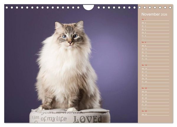 Produktbild: Zauberhafte Ragdolls / Geburtstagskalender (Wandkalender 2026 DIN A4 quer), CALVENDO Monatskalender