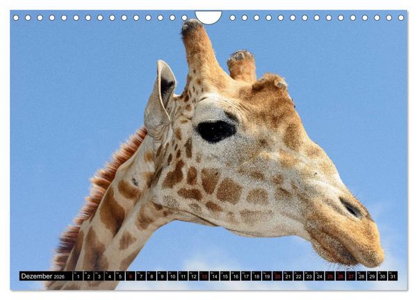 Produktbild: Afrika - Welt der Tiere (Wandkalender 2026 DIN A4 quer), CALVENDO Monatskalender
