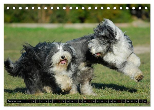 Produktbild: Liebenswerter Clown Bearded Collie (Tischkalender 2026 DIN A5 quer), CALVENDO Monatskalender