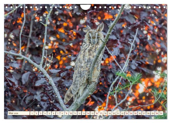 Produktbild: Eulen in Franken (Wandkalender 2026 DIN A4 quer), CALVENDO Monatskalender