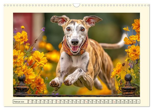 Produktbild: Whippet Wunder. Grazile Hunde mit sanfter Kraft und feiner Seele (Wandkalender 2026 DIN A3 quer), CALVENDO Monatskalender