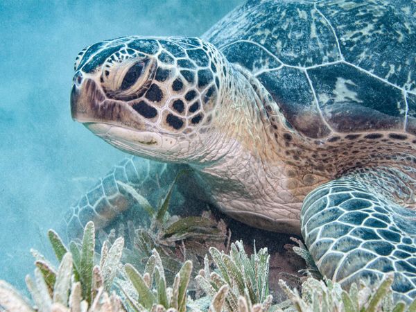 Produktbild: CALVENDO Puzzle Rotes Meer &Auml;gypten | 1000 Teile Lege-Gr&ouml;&szlig;e 64x48cm Foto-Puzzle f&uuml;r gl&uuml;ckliche Stunden