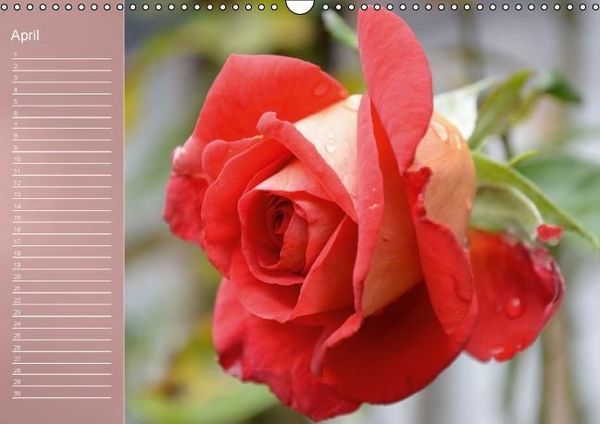Produktbild: Zarte Sch&ouml;nheiten - Rosen (Wandkalender immerw&auml;hrend DIN A3 quer)