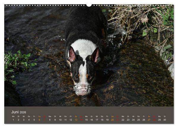 Produktbild: Bullterrier, liebenswerte Sturk&ouml;pfe (hochwertiger Premium Wandkalender 2026 DIN A2 quer), Kunstdruck in Hochglanz