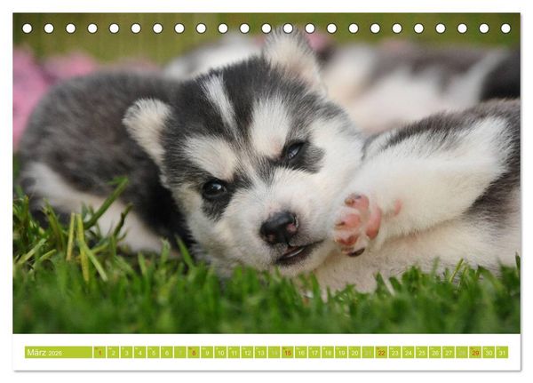 Produktbild: Siberian Husky - der Urtyp (Tischkalender 2026 DIN A5 quer), CALVENDO Monatskalender