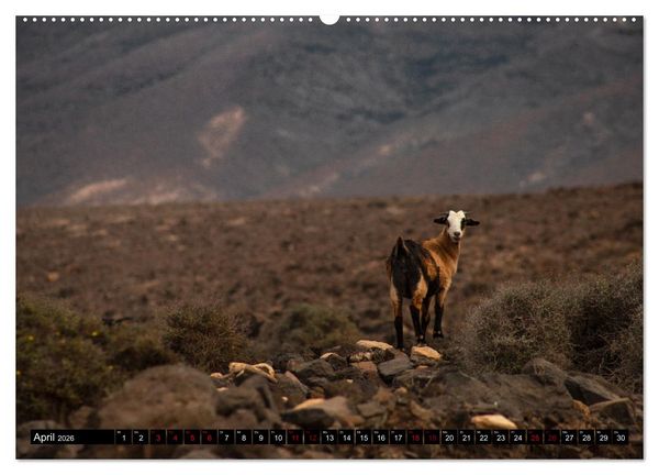 Produktbild: Fuerteventura - Eine Reise &uuml;ber die Vulkaninsel (hochwertiger Premium Wandkalender 2026 DIN A2 quer), Kunstdruck in Hochglanz