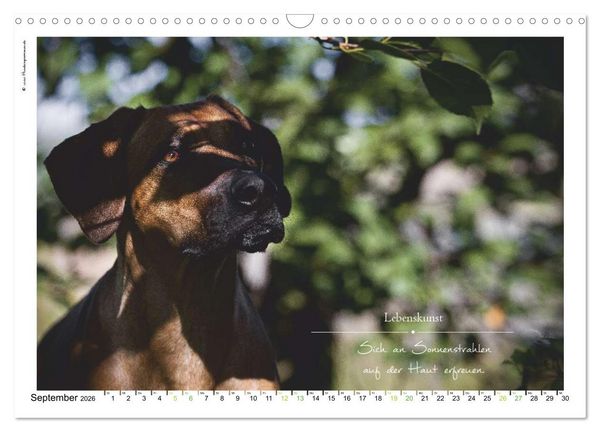 Produktbild: Hunde-Spruchreif (Wandkalender 2026 DIN A3 quer), CALVENDO Monatskalender