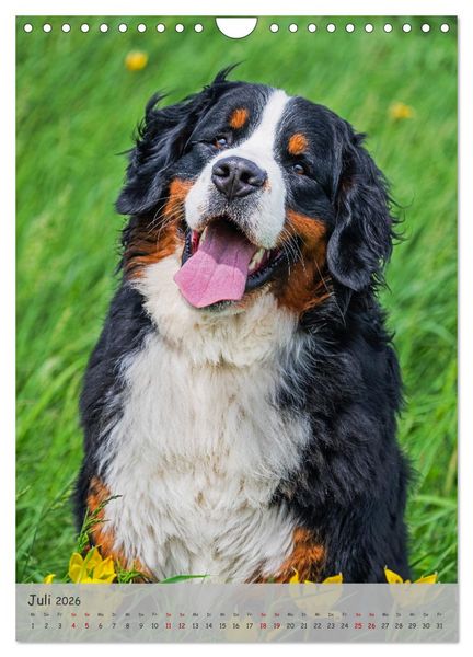 Produktbild: Berner Sennenhund - Ein Hund f&uuml;r alle F&auml;lle (Wandkalender 2026 DIN A4 hoch), CALVENDO Monatskalender
