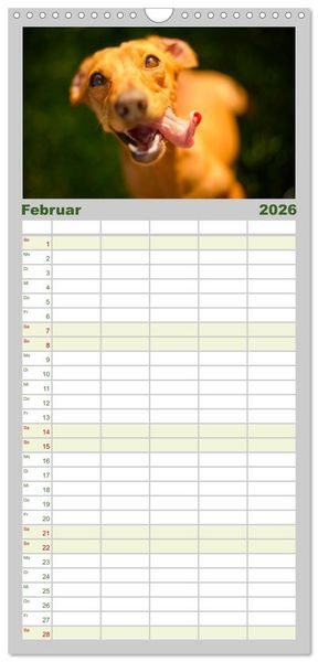 Produktbild: Familienplaner 2026 - Dackelblicke - Lassen Herzen erw&auml;rmen. mit 5 Spalten (Wandkalender, 21 x 45 cm) CALVENDO