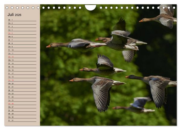 Produktbild: G&auml;nse und Enten. Schnattern, watscheln, quaken! (Wandkalender 2026 DIN A4 quer), CALVENDO Monatskalender