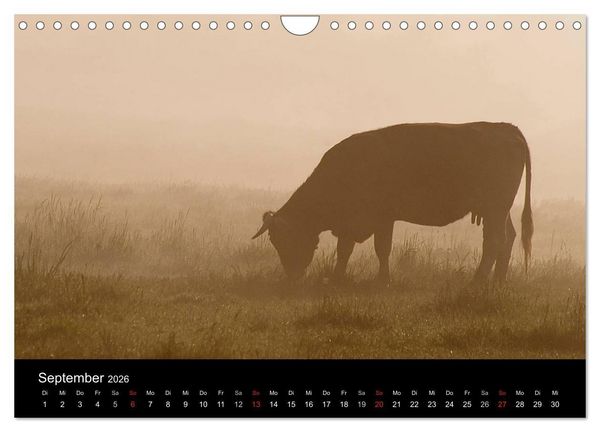 Produktbild: K&uuml;he 2026 (Wandkalender 2026 DIN A4 quer), CALVENDO Monatskalender