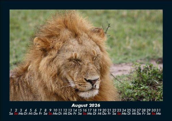 Produktbild: L&ouml;wen in der Wildnis 2026 Fotokalender DIN A5