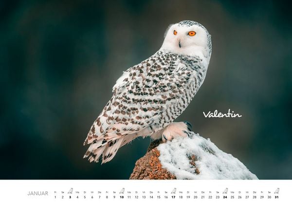 Produktbild: Eulen Kalender 2027