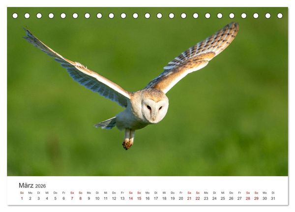 Produktbild: Eulen - Wachsame und geheimnisvolle Augen (Tischkalender 2026 DIN A5 quer), CALVENDO Monatskalender