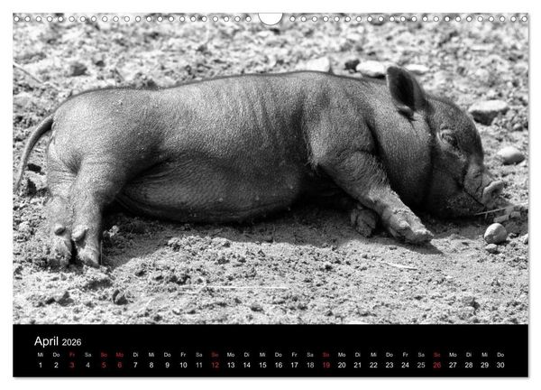 Produktbild: Das Leben der Schweine (Wandkalender 2026 DIN A3 quer), CALVENDO Monatskalender