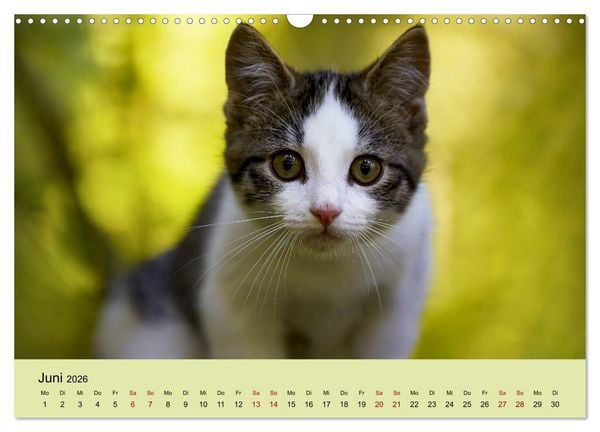 Produktbild: Junge Katzen im Wald (Wandkalender 2026 DIN A3 quer), CALVENDO Monatskalender