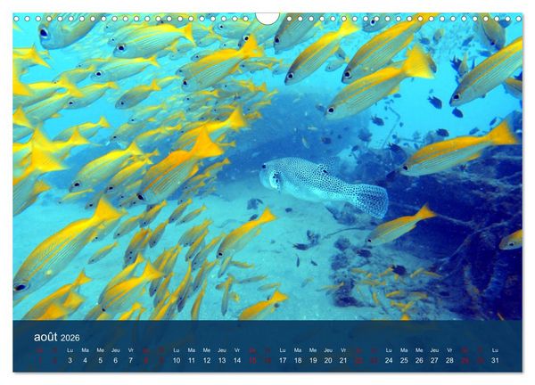 Produktbild: Autour de Nosy Be (Calendrier mural 2026 DIN A3 vertical), CALVENDO calendrier mensuel