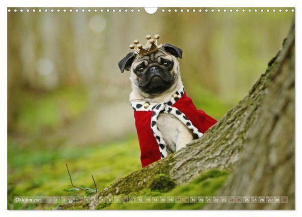 Produktbild: Lustige M&ouml;pse aus der Hundeknipserei (Wandkalender 2026 DIN A3 quer), CALVENDO Monatskalender