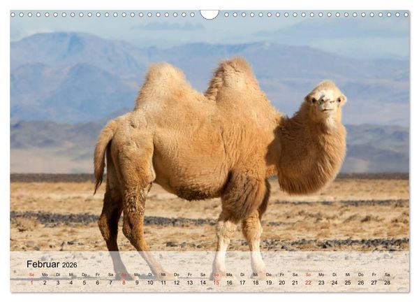 Produktbild: Kamele in der W&uuml;stensonne (Wandkalender 2026 DIN A3 quer), CALVENDO Monatskalender