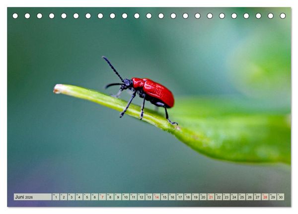 Produktbild: Wenn die Hummeln zum naschen kommen, ist dein Garten perfekt (Tischkalender 2026 DIN A5 quer), CALVENDO Monatskalender
