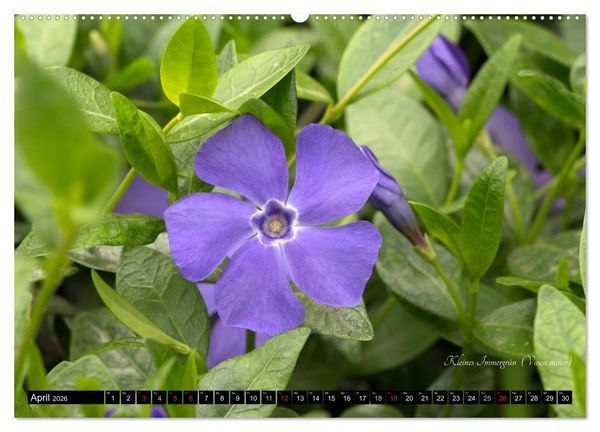 Produktbild: Zierbilder der Natur BLUMEN (Wandkalender 2026 DIN A2 quer), CALVENDO Monatskalender