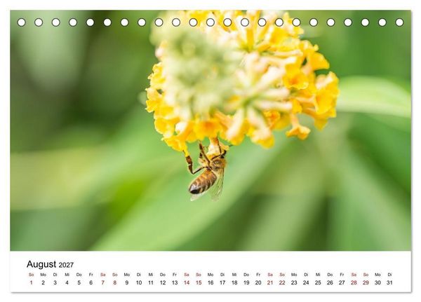 Produktbild: Bunter Nektarrausch - Nektarsammler in leuchtenden Farben (Tischkalender 2027 DIN A5 quer), CALVENDO Monatskalender