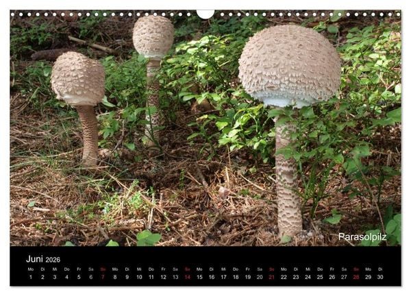 Produktbild: Pilzkalender (Wandkalender 2026 DIN A3 quer), CALVENDO Monatskalender