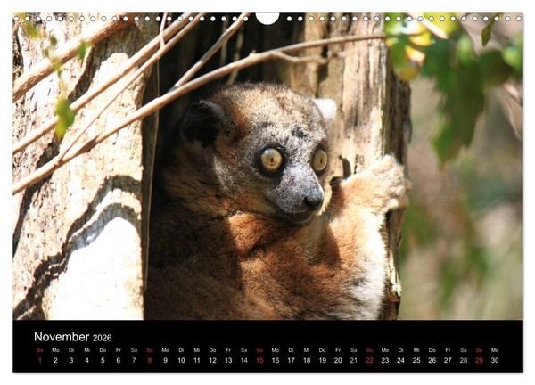 Produktbild: Abenteuer Madagaskar (Wandkalender 2026 DIN A3 quer), CALVENDO Monatskalender