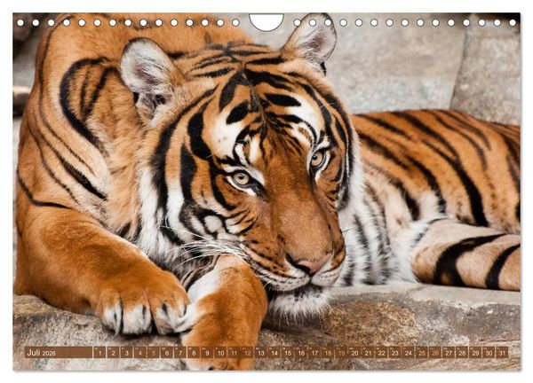 Produktbild: Wilde Tiere - Die sch&ouml;nsten Portraits (Wandkalender 2026 DIN A4 quer), CALVENDO Monatskalender