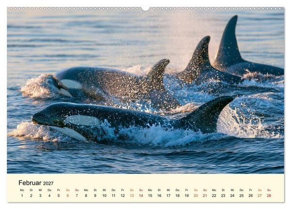 Produktbild: Orcas - Wilde Eleganz des Meeres (hochwertiger Premium Wandkalender 2027 DIN A2 quer), Kunstdruck in Hochglanz