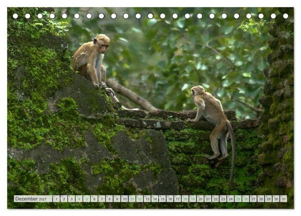 Produktbild: Verliebt in Sri Lanka (Tischkalender 2027 DIN A5 quer), CALVENDO Monatskalender