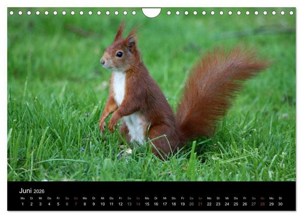 Produktbild: Eichh&ouml;rnchen (Wandkalender 2026 DIN A4 quer), CALVENDO Monatskalender