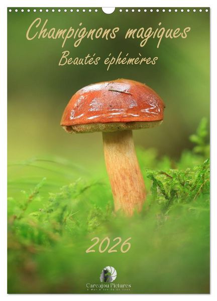 Produktbild: Champignons magiques - Beaut&eacute;s &eacute;ph&eacute;m&egrave;res (Calendrier mural 2026 DIN A3 horizontal), CALVENDO calendrier mensuel