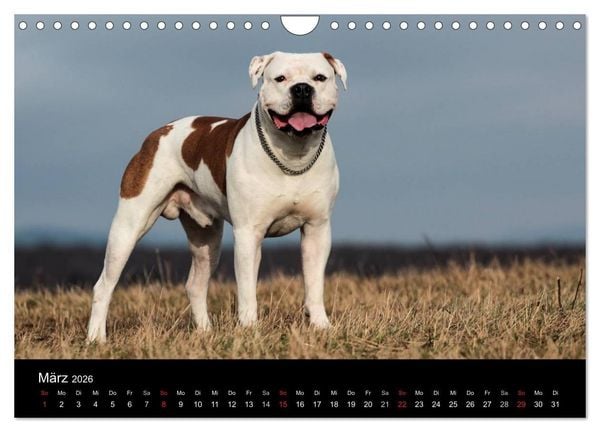 Produktbild: American Bulldog - alles Andere ist nur ein Hund (Wandkalender 2026 DIN A4 quer), CALVENDO Monatskalender