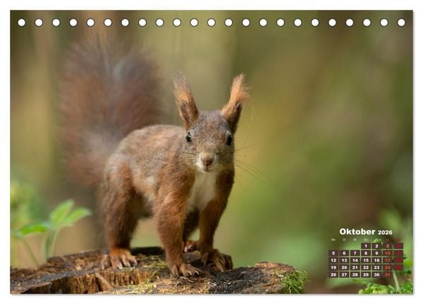 Produktbild: Das Eurasische Eichh&ouml;rnchen - Kunterbuntes Waldtreiben (Tischkalender 2026 DIN A5 quer), CALVENDO Monatskalender