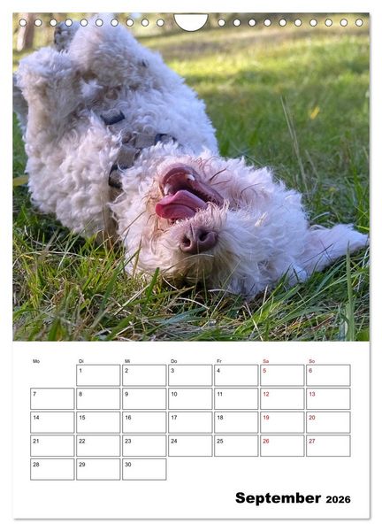 Produktbild: Lagotto Romagnolo - Lustige Zwerge (Wandkalender 2026 DIN A4 hoch), CALVENDO Monatskalender
