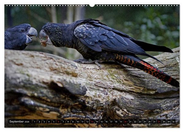 Produktbild: Papageien. Bunt, laut und klug (hochwertiger Premium Wandkalender 2026 DIN A2 quer), Kunstdruck in Hochglanz